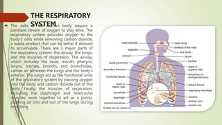 THE RESPIRATORY
SYSTEM
 The cells of the human body require a
constant stream of oxygen to stay alive. The
respiratory system provides oxygen to the
body's cells while removing carbon dioxide,
a waste product that can be lethal if allowed
to accumulate. There are 3 major parts of
the respiratory system: the airway, the lungs,
and the muscles of respiration. The airway,
which includes the nose, mouth, pharynx,
larynx, trachea, bronchi, and bronchioles,
carries air between the lungs and the body's
exterior. The lungs act as the functional units
of the respiratory system by passing oxygen
into the body and carbon dioxide out of the
body. Finally, the muscles of respiration,
including the diaphragm and intercostal
muscles, work together to act as a pump,
pushing air into and out of the lungs during
breathing.
 