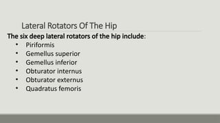 Comprehensive Study of Lower Limb and Pelvic Muscles in Human Anatomy ...