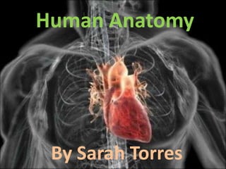 Human Anatomy By Sarah Torres 