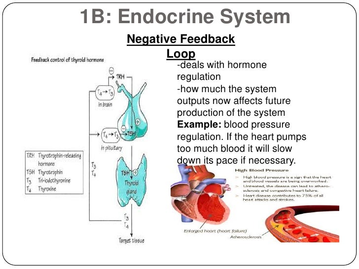 Human Anatomy STORRES 1B