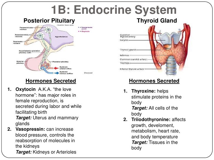 Human Anatomy STORRES 1B