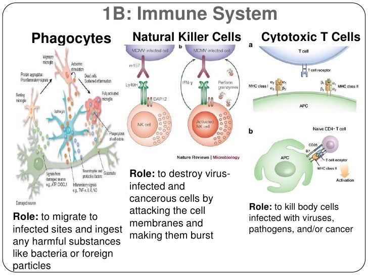 Cytotoxic Vs Natural Killer Cells Cytotoxic Vs Natural Killer Cells