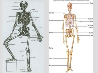 Human Anatomy - Skeletal System(Bones and Joints) (1).pdf
