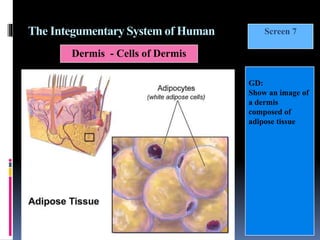 Integumentary System Cell Model Human anatomy for class IX | PPTX