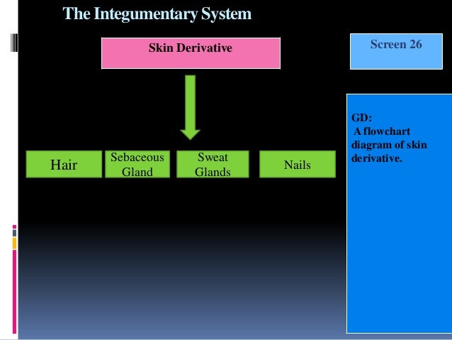 Integumentary System Flow Chart