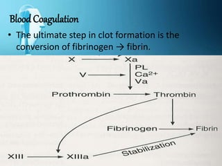 Blood Coagulation
• The ultimate step in clot formation is the
conversion of fibrinogen → fibrin.
 