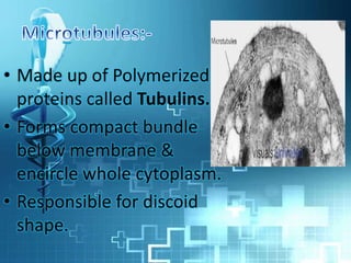 • Made up of Polymerized
proteins called Tubulins.
• Forms compact bundle
below membrane &
encircle whole cytoplasm.
• Responsible for discoid
shape.
 