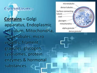 Contains – Golgi
apparatus, Endoplasmic
reticulum, Mitochondria,
microtubules, micro
vesicles, filament,
granules, glycogen,
Lysosomes, protein
enzymes & hormonal
substances.
 