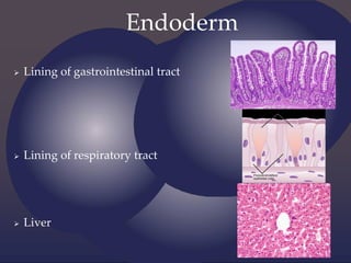 Endoderm
 Lining of gastrointestinal tract
 Lining of respiratory tract
 Liver
 