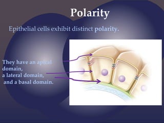 Polarity
Epithelial cells exhibit distinct polarity.
They have an apical
domain,
a lateral domain,
and a basal domain.
 