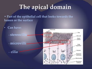 The apical domain
• Part of the epithelial cell that looks towards the
lumen or the surface
• Can have:
- stereocilia
- microvilli
- cilia
 