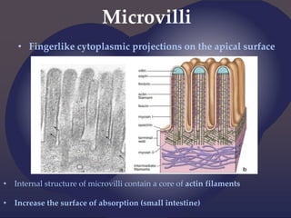 Microvilli
• Fingerlike cytoplasmic projections on the apical surface
• Internal structure of microvilli contain a core of actin filaments
• Increase the surface of absorption (small intestine)
 