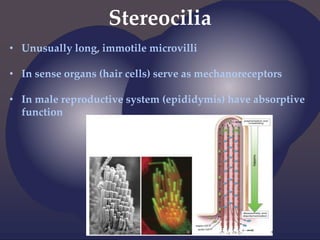 Stereocilia
• Unusually long, immotile microvilli
• In sense organs (hair cells) serve as mechanoreceptors
• In male reproductive system (epididymis) have absorptive
function
 