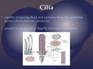 Cilia
• capable of moving fluid and particles along the epithelial
surface (bronchial tree, oviducts)
• present in sperm cell as flagella (forward movement)
 