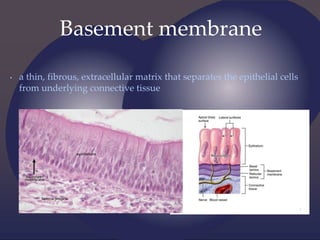 Basement membrane
• a thin, fibrous, extracellular matrix that separates the epithelial cells
from underlying connective tissue
 