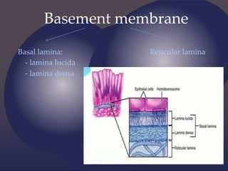 Basement membrane
Basal lamina: Reticular lamina
- lamina lucida
- lamina densa
 