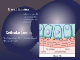 Basal lamina
 Collagen type IV
 Heparan sulfate
 Fibronectine and
laminine
Reticular lamina
Collagen type III (reticular fibers)
Proteoglycans
 