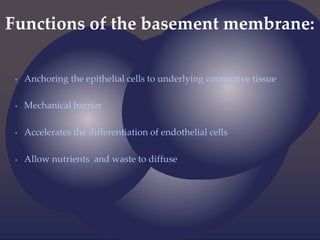 Functions of the basement membrane:
• Anchoring the epithelial cells to underlying connective tissue
• Mechanical barrier
• Accelerates the differentiation of endothelial cells
• Allow nutrients and waste to diffuse
 