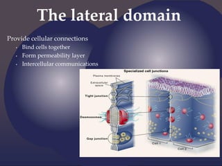 The lateral domain
Provide cellular connections
• Bind cells together
• Form permeability layer
• Intercellular communications
 