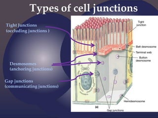 Types of cell junctions
Tight Junctions
(occluding junctions )
Desmosomes
(anchoring junctions)
Gap junctions
(communicating junctions)
 