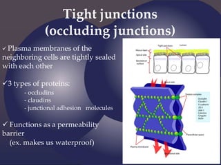 Tight junctions
(occluding junctions)
 Plasma membranes of the
neighboring cells are tightly sealed
with each other
3 types of proteins:
- occludins
- claudins
- junctional adhesion molecules
 Functions as a permeability
barrier
(ex. makes us waterproof)
 