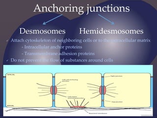 Anchoring junctions
Desmosomes Hemidesmosomes
 Attach cytoskeleton of neighboring cells or to the extracellular matrix
- Intracellular anchor proteins
- Transmembrane adhesion proteins
 Do not prevent the flow of substances around cells
 