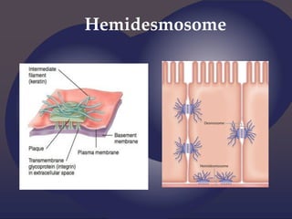 Hemidesmosome
 