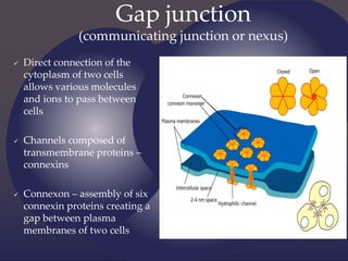 Gap junction
(communicating junction or nexus)
 Direct connection of the
cytoplasm of two cells
allows various molecules
and ions to pass between
cells
 Channels composed of
transmembrane proteins –
connexins
 Connexon – assembly of six
connexin proteins creating a
gap between plasma
membranes of two cells
 