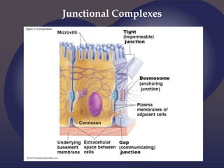 Junctional Complexes
 