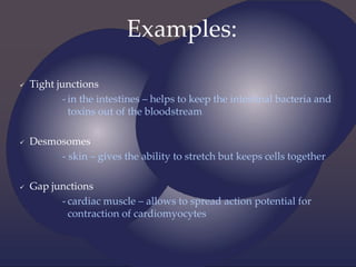 Examples:
 Tight junctions
- in the intestines – helps to keep the intestinal bacteria and
toxins out of the bloodstream
 Desmosomes
- skin – gives the ability to stretch but keeps cells together
 Gap junctions
- cardiac muscle – allows to spread action potential for
contraction of cardiomyocytes
 