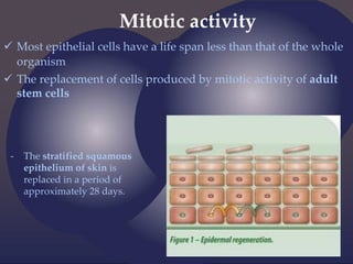 Mitotic activity
 Most epithelial cells have a life span less than that of the whole
organism
 The replacement of cells produced by mitotic activity of adult
stem cells
- The stratified squamous
epithelium of skin is
replaced in a period of
approximately 28 days.
 