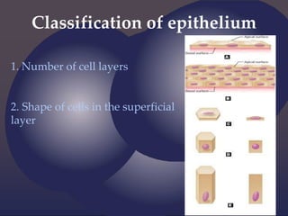 Classification of epithelium
1. Number of cell layers
2. Shape of cells in the superficial
layer
 