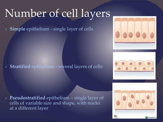 Number of cell layers
 Simple epithelium - single layer of cells
 Stratified epithelium - several layers of cells
 Pseudostratified epithelium – single layer of
cells of variable size and shape, with nuclei
at a different layer
 