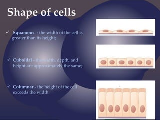Shape of cells
 Squamous - the width of the cell is
greater than its height;
 Cuboidal - the width, depth, and
height are approximately the same;
 Columnar - the height of the cell
exceeds the width
 