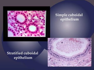 Simple cuboidal
epithelium
Stratified cuboidal
epithelium
 