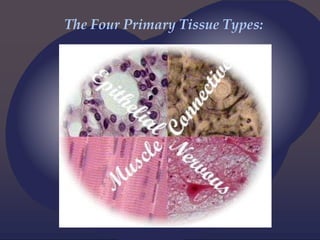 The Four Primary Tissue Types:
 