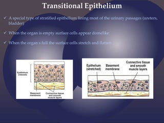 Transitional Epithelium
 A special type of stratified epithelium lining most of the urinary passages (ureters,
bladder)
 When the organ is empty surface cells appear domelike
 When the organ s full the surface cells stretch and flatten
 
