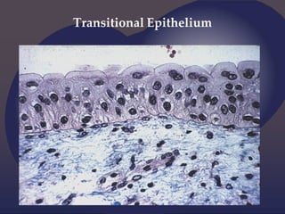 Transitional Epithelium
 
