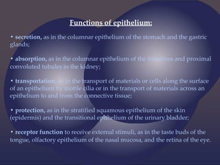Functions of epithelium:
• secretion, as in the columnar epithelium of the stomach and the gastric
glands;
• absorption, as in the columnar epithelium of the intestines and proximal
convoluted tubules in the kidney;
• transportation, as in the transport of materials or cells along the surface
of an epithelium by motile cilia or in the transport of materials across an
epithelium to and from the connective tissue;
• protection, as in the stratified squamous epithelium of the skin
(epidermis) and the transitional epithelium of the urinary bladder;
• receptor function to receive external stimuli, as in the taste buds of the
tongue, olfactory epithelium of the nasal mucosa, and the retina of the eye.
 