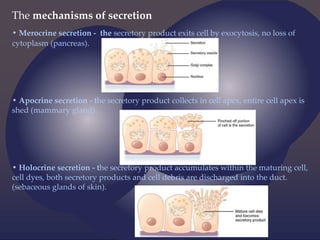 The mechanisms of secretion
• Merocrine secretion - the secretory product exits cell by exocytosis, no loss of
cytoplasm (pancreas).
• Apocrine secretion - the secretory product collects in cell apex, entire cell apex is
shed (mammary gland).
• Holocrine secretion - the secretory product accumulates within the maturing cell,
cell dyes, both secretory products and cell debris are discharged into the duct.
(sebaceous glands of skin).
 