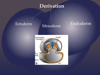 Derivation
Ectoderm
Mesoderm
Endoderm
 