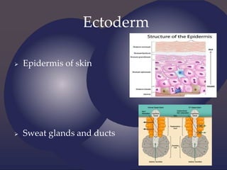 Ectoderm
 Epidermis of skin
 Sweat glands and ducts
 