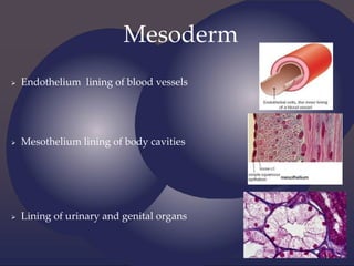 Mesoderm
 Endothelium lining of blood vessels
 Mesothelium lining of body cavities
 Lining of urinary and genital organs
 