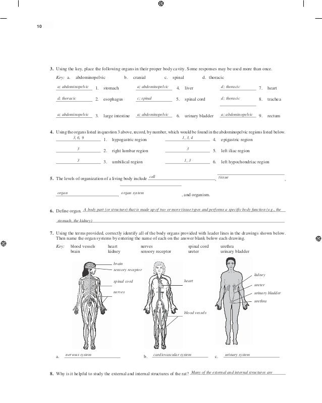 Human anatomy laboratory manual answers Human anatomy laboratory manual answers