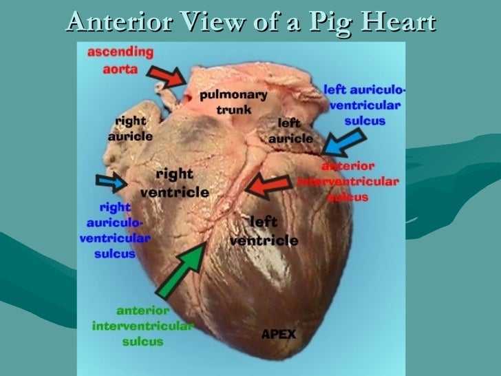 Human anatomy and physiology the cardiovascular system 1