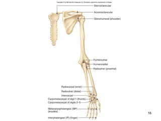 Human anatomy articulations | PPT