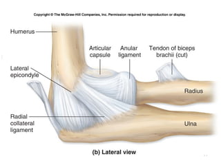 Human anatomy articulations | PPT