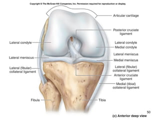 Human anatomy articulations | PPT