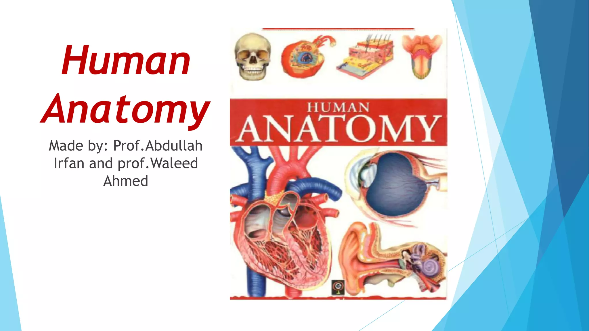 Human anatomy | PPT
