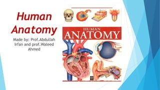 Human
Anatomy
Made by: Prof.Abdullah
Irfan and prof.Waleed
Ahmed
 